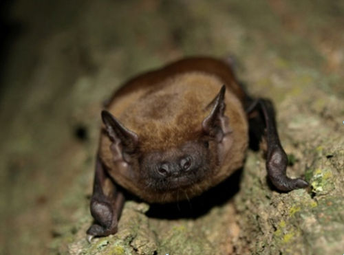 Großer Abendsegler (Nyctalus noctula) als migrierende Fledermausart