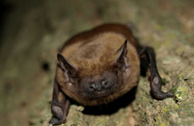 Großer Abendsegler (Nyctalus noctula) als migrierende Fledermausart