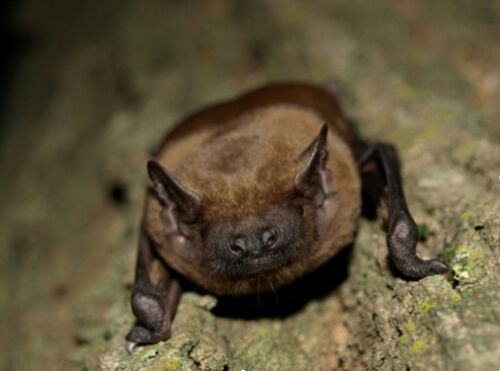 Großer Abendsegler (Nyctalus noctula) als migrierende Fledermausart